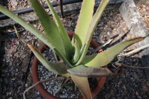 aloe-vera-flickr-natureandevents1