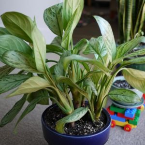 chinese-evergreen-flickr-marissa1