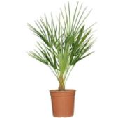 european-fan-palm