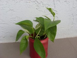 golden-pothos-flicr-junksignal1