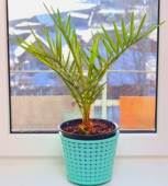 indoor-pygmy-date-palm