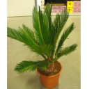 sago_palm