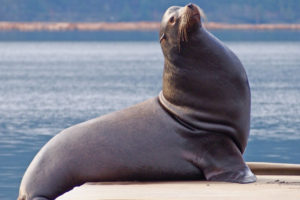 16045971_web1_Cull2-Sealion-20feb19-1024x683