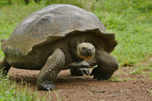 giant-tortoise-galapagos-islands