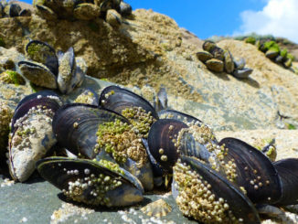 p1080253porthgwiddenmusselsbarnacles3