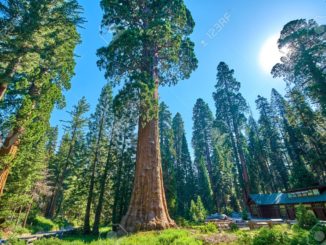 Giant Sequoia Trees In Sequoia National Park in the vicinity of the Museum and Visitors Center, California USA