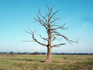 barren-tree