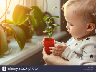 cute-little-caucasian-toddler-boy-with-mother-smiling-and-having-fun-holding-pot-with-planted-flower-near-window-sill-at-home-flower-and-nature-care-T4AAXB