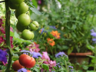 tomatoes-royalty-free-image-182175787-1534361086