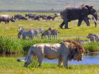 Rhino, Springboks, zebra, Elephant and lion in Serengeti National Park, Tanzania.