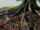 roots_bg