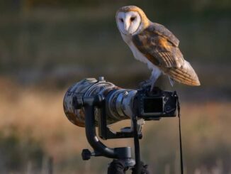 best-bird-watching-photography-header